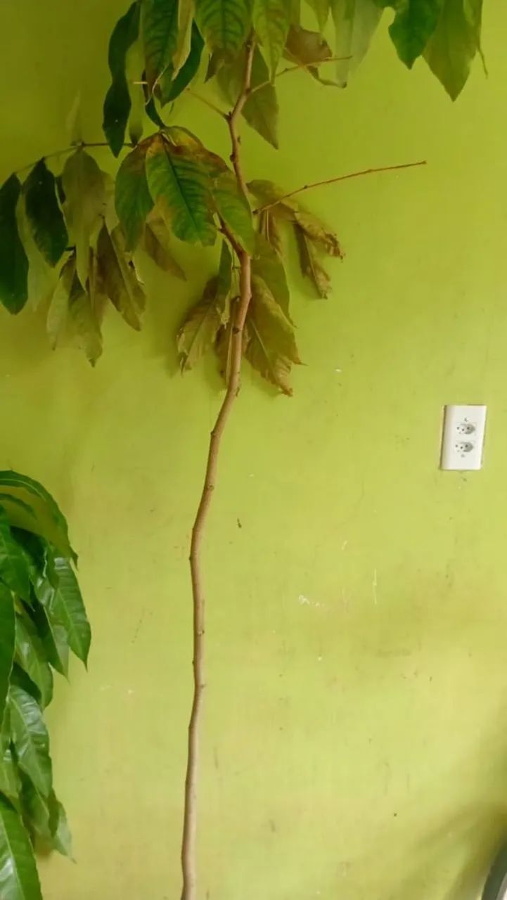 Mudas de tomate Cereja prontas para o plantio - Foto 5