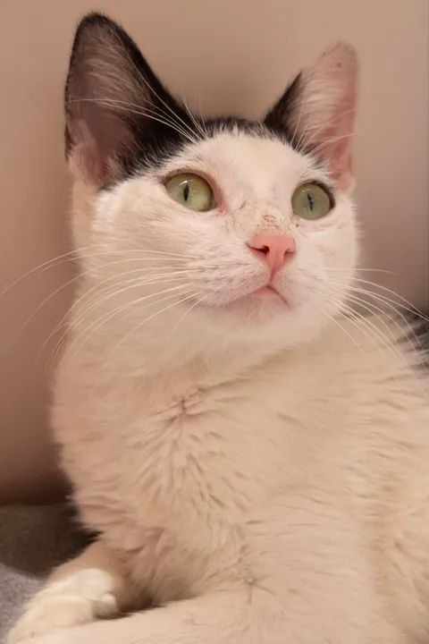 Lar seguro e telado para Franjudinha - Foto 4