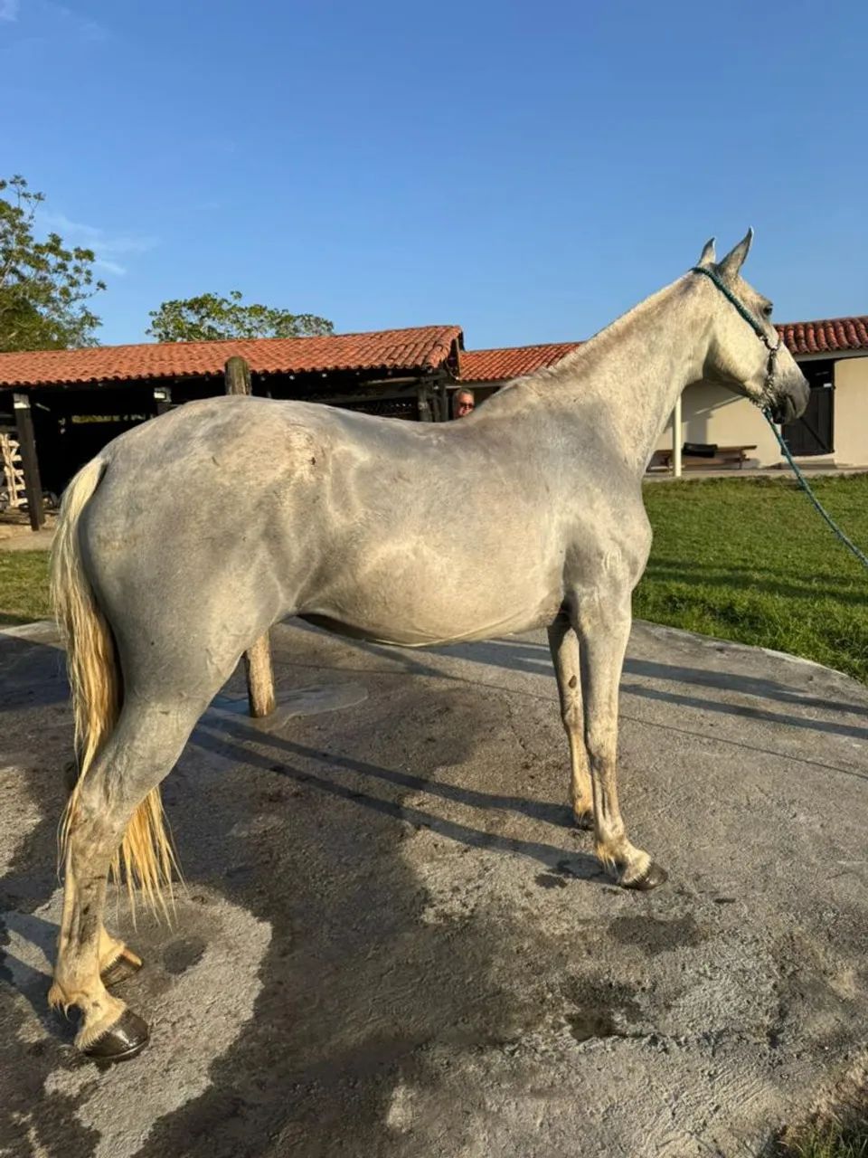 cavalo - Foto 3