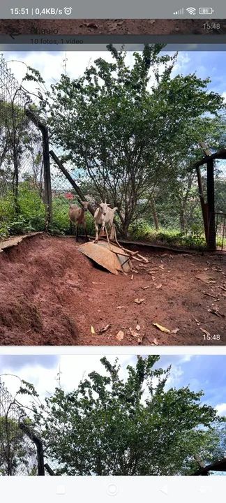 Cabras para venda - Foto 5