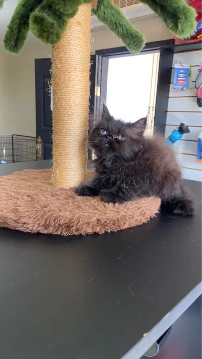 Entrega grátis  - Foto 4