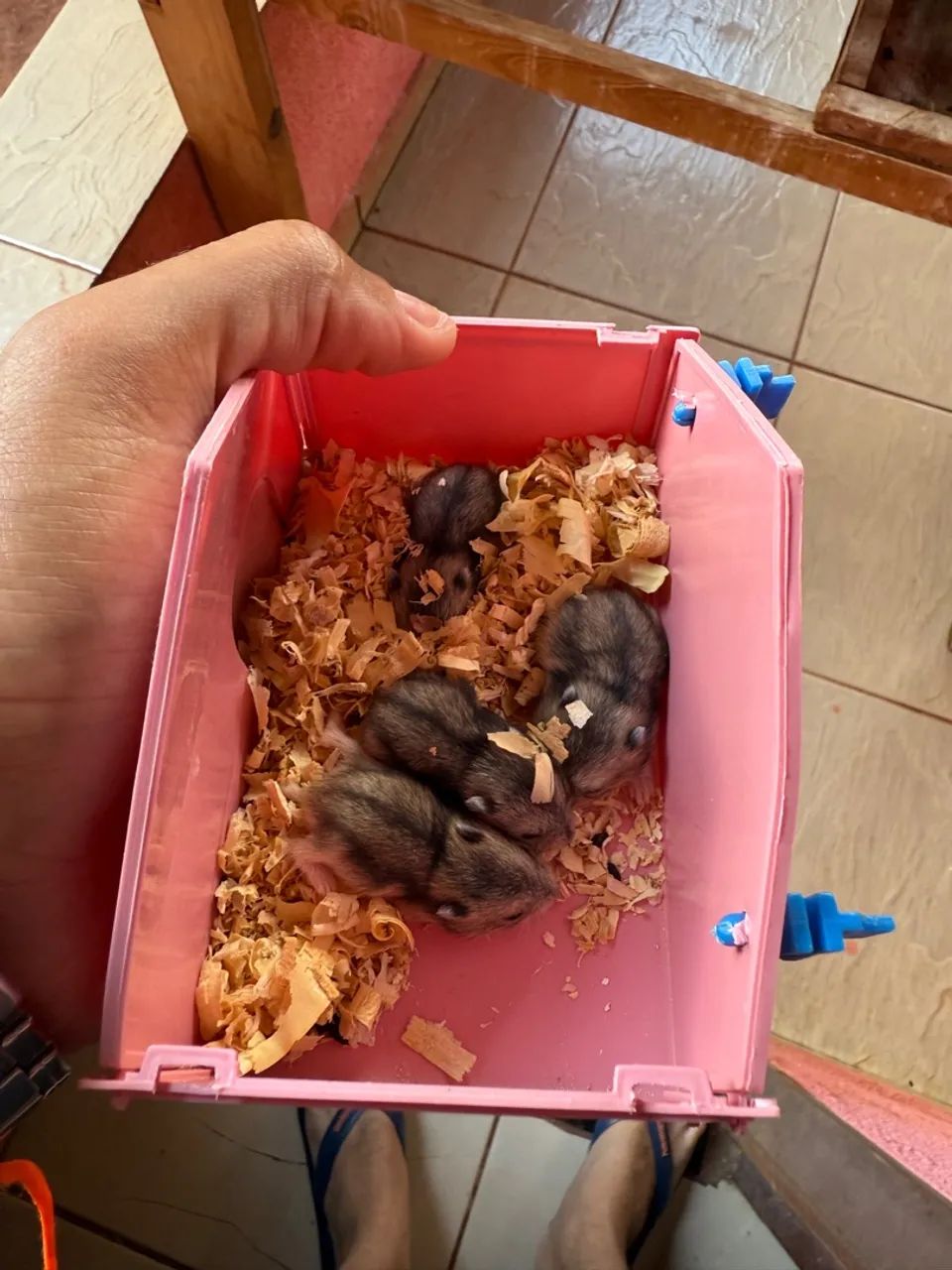 Filhotes de Hamster Anão Russo