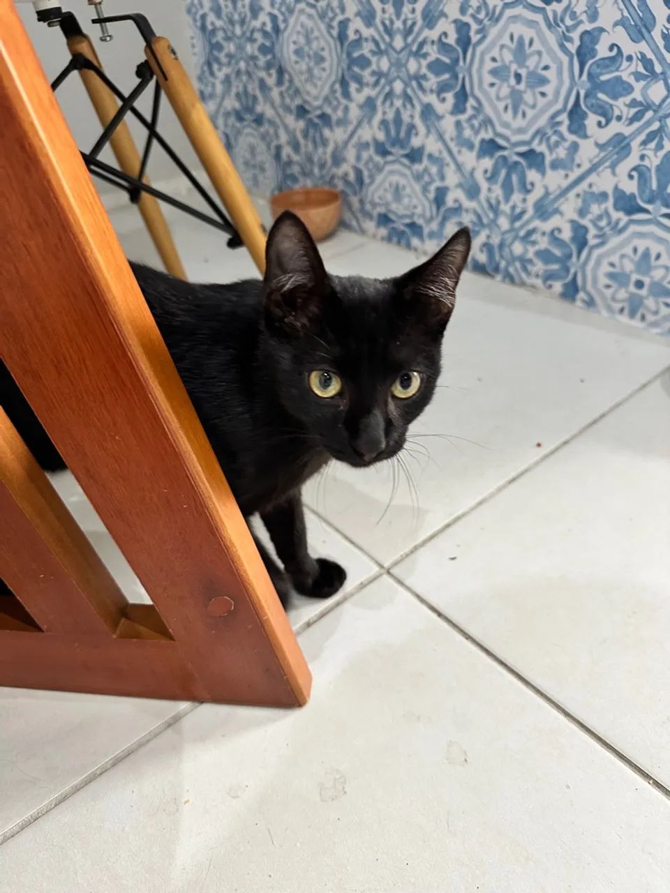 Doação gato preto - Foto 2
