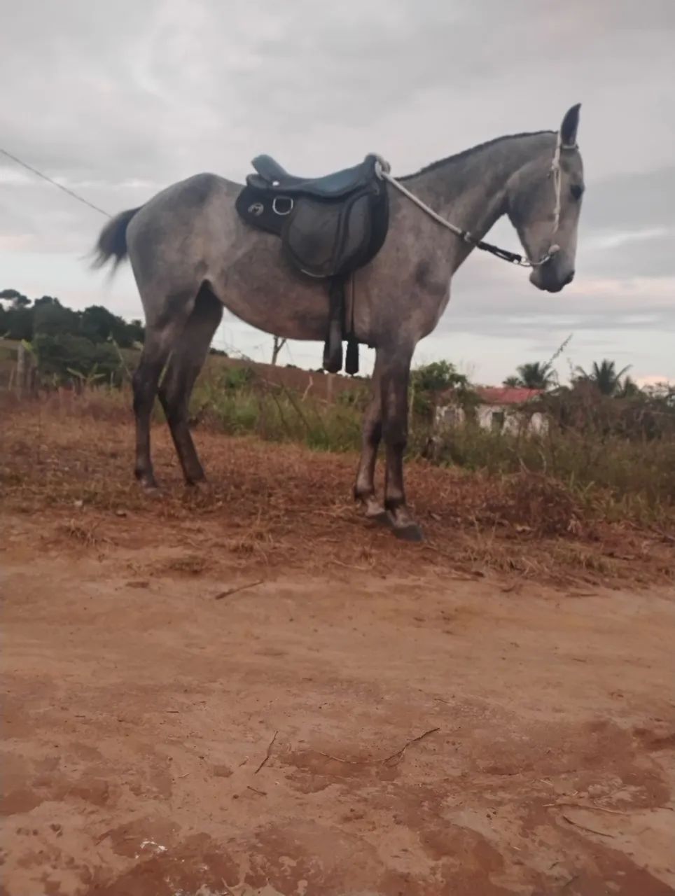 Égua de 3 pra 4 anos bom de picado 