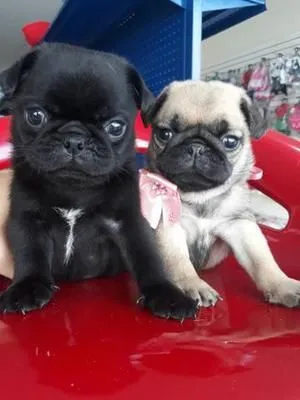 Filhotes de Pug anão lindíssimos
