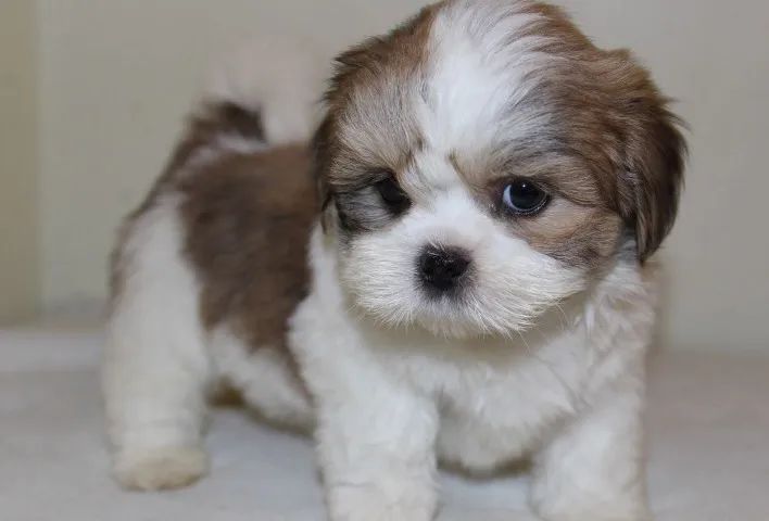 Shihtzu mini europeu - lindos bebes em promoção - vacinados - Foto 2