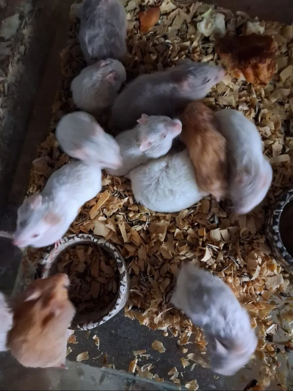 Hamsters Sirio