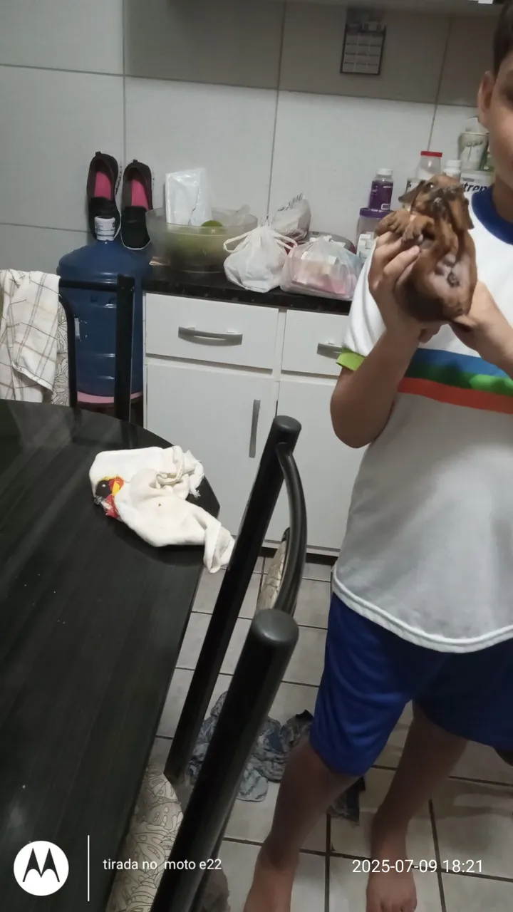 Pinscher fêmea 1 mês