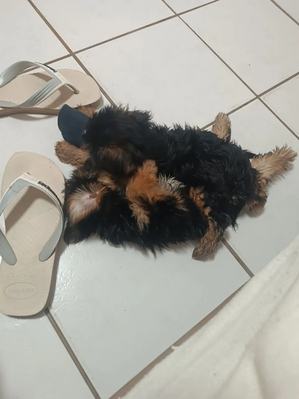 Filhote de Yorkshire Terrier para vender
