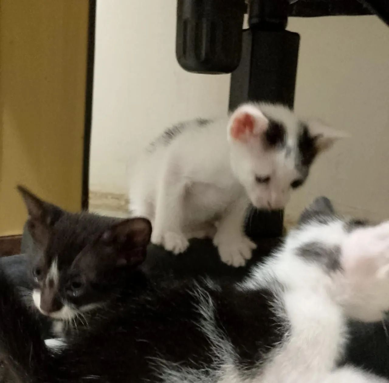 Gatinhos para adoção.