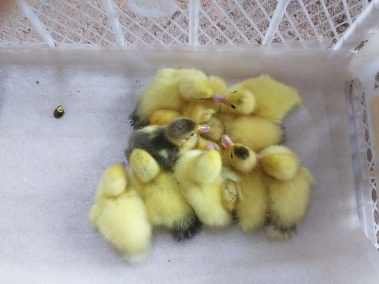 Lindos patinhos para presentear . - Foto 6