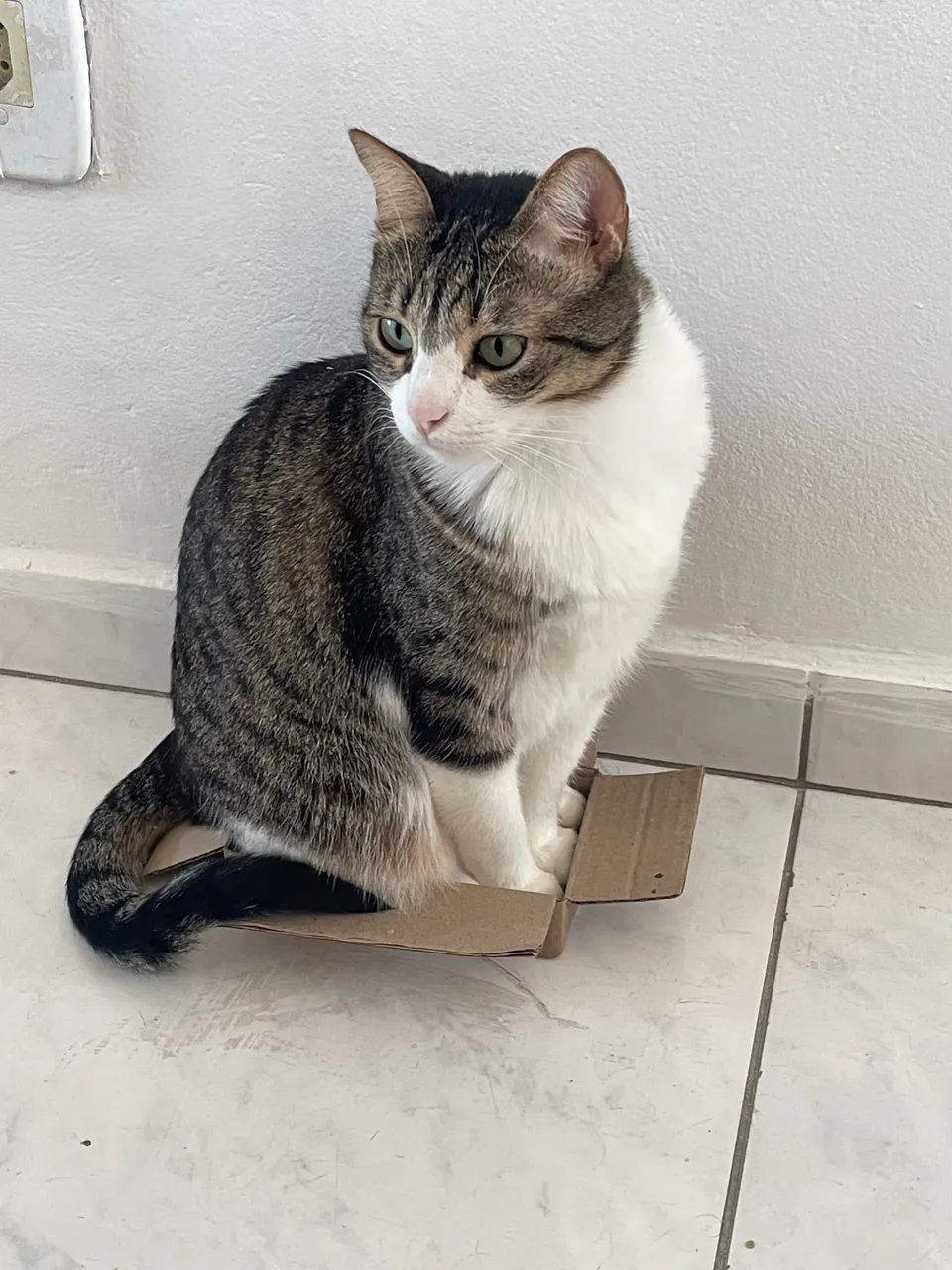 Gatinhas castradas, dóceis e prontas para um lar - Foto 2