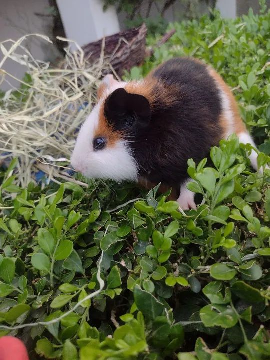 Porquinho da índia disponível  - Foto 5