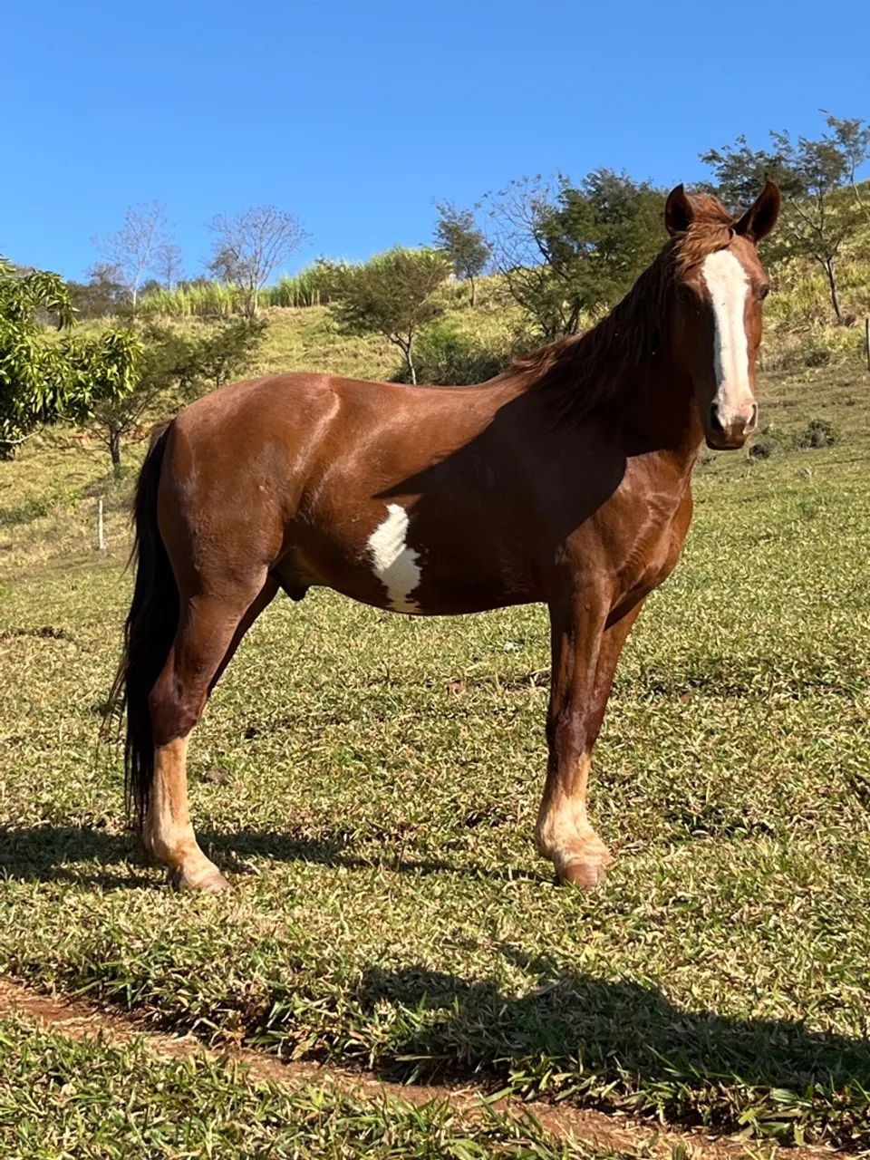 Cavalo Mangalarga
