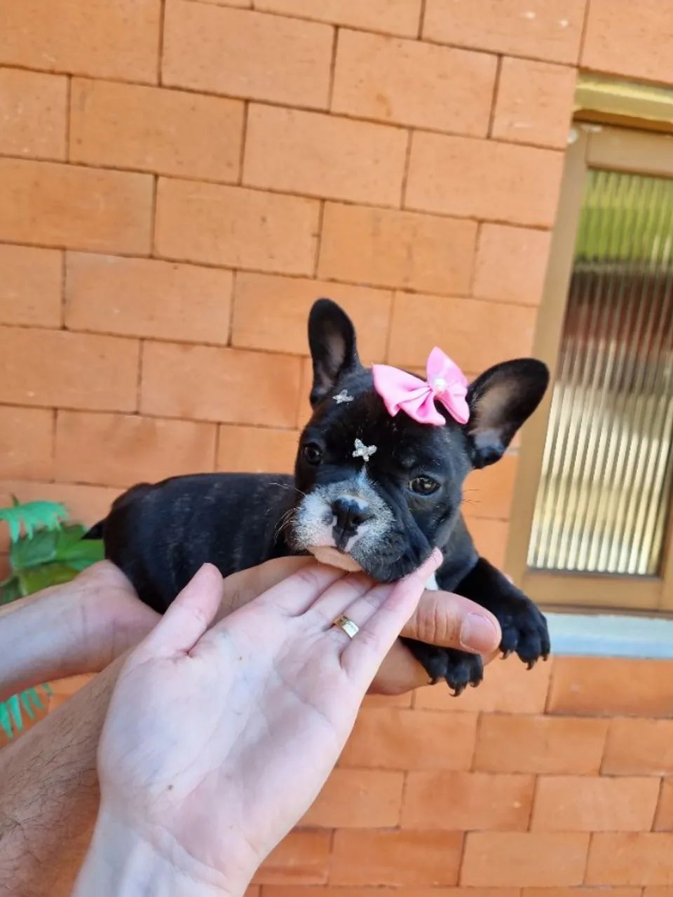 Bulldog francês,  macho e fêmea, preto, branco e tigrado. Criação responsável. Em até 12x - Foto 3