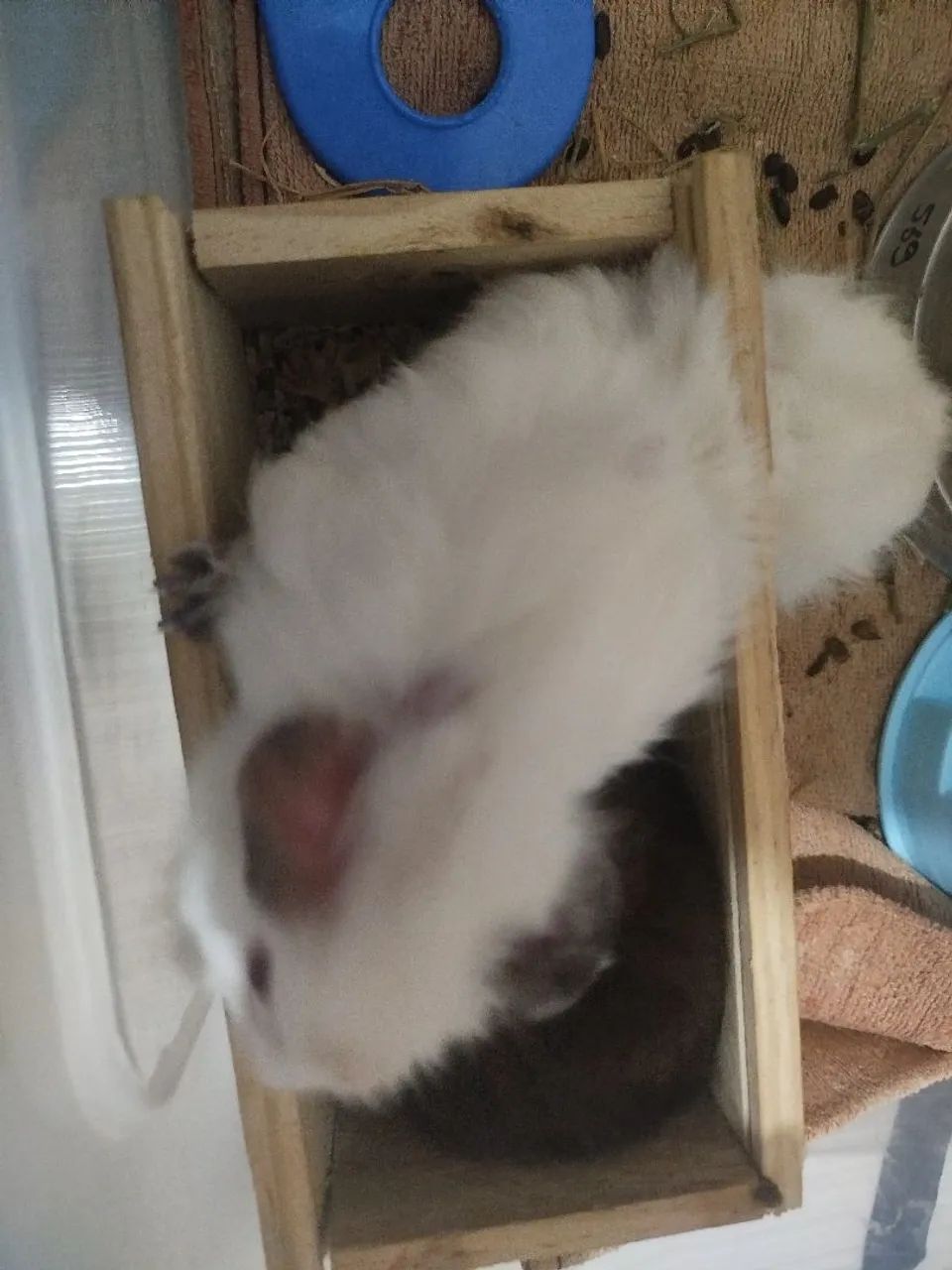 Porquinho da índia macho  - Foto 2