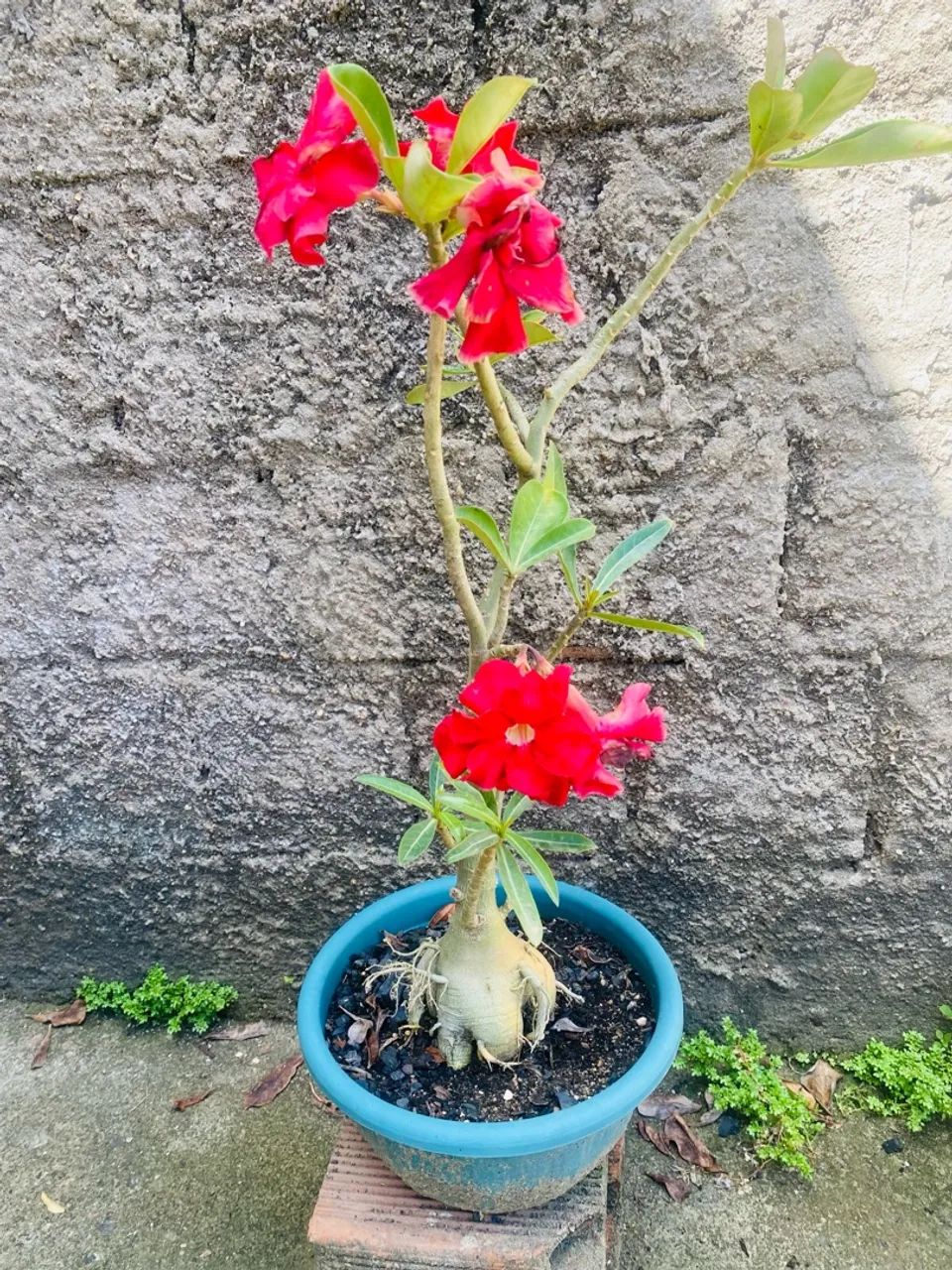 Adenium obesum (Rosa do Deserto) em vaso