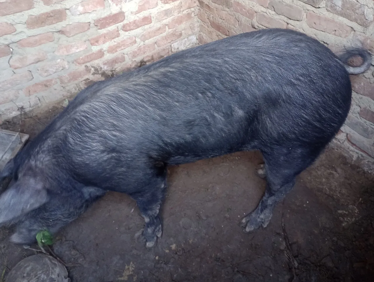 Porco para venda JAVAPORCO- Porte grande e saudável