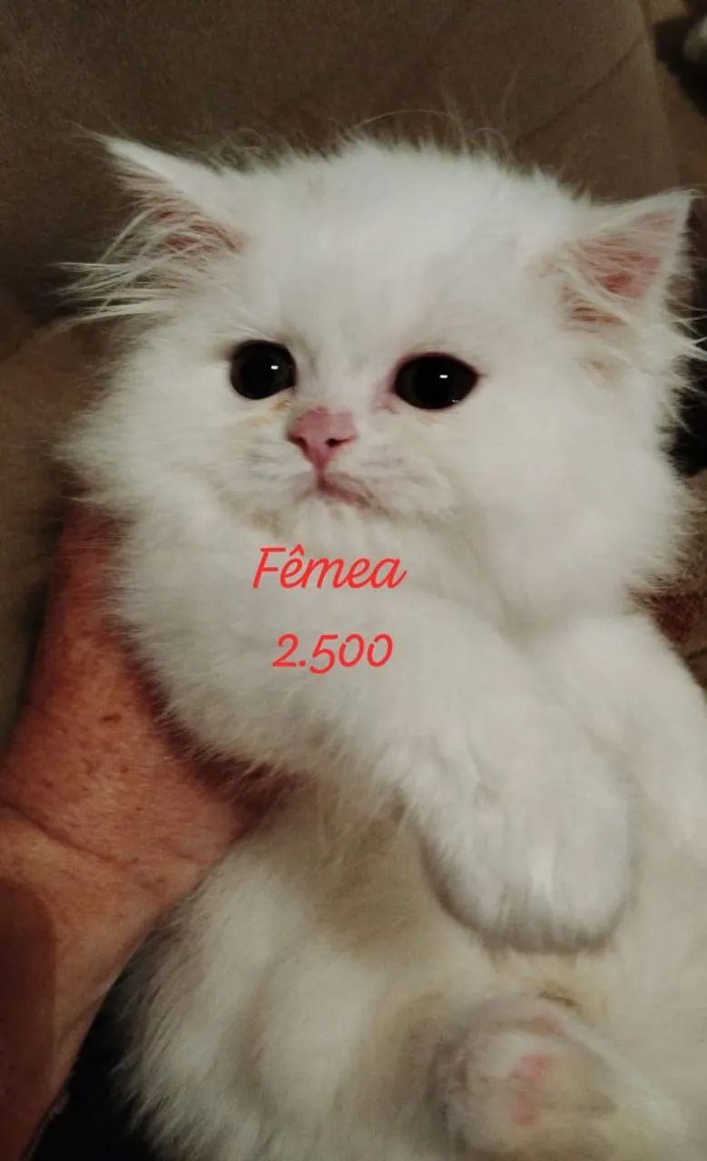 Persa Filhotes  - Foto 2