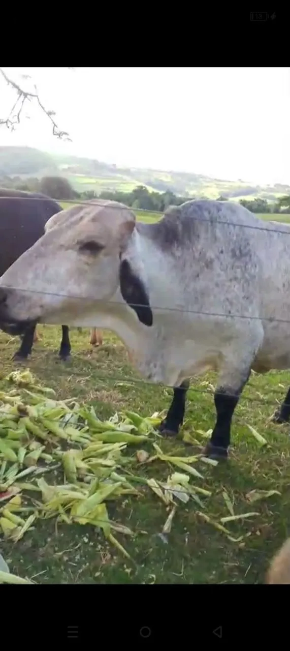 Vaca girolando- Produtora e de Qualidade
