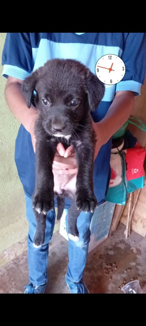 Filhote de cão preto adorável para adoção