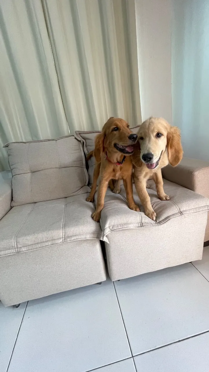 Golden Retriever