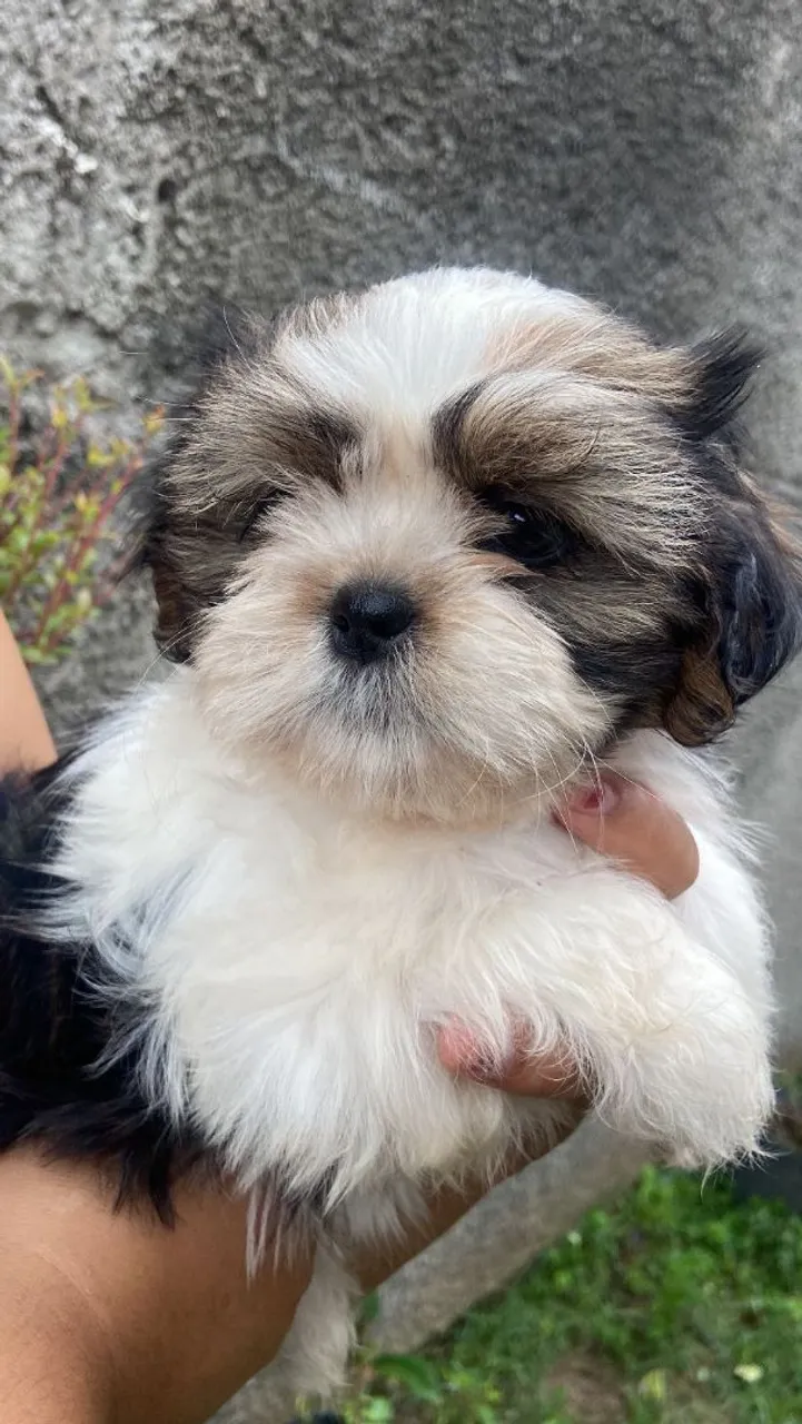 Filhote Shih Tzu para venda