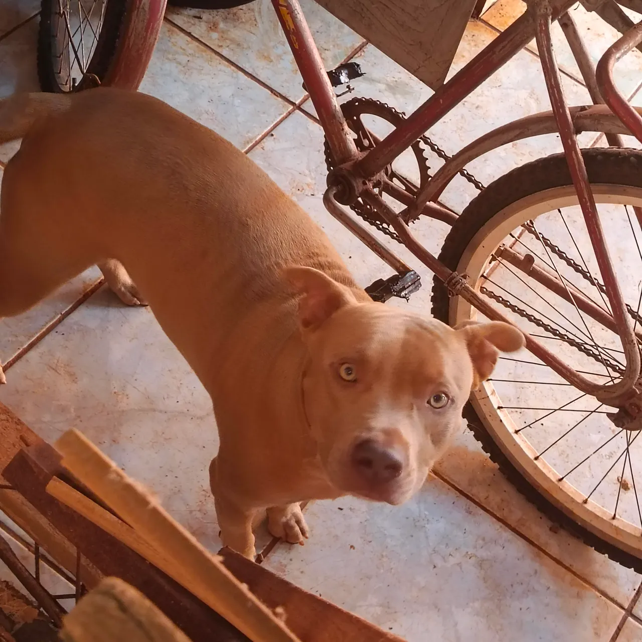 Pitbull para cobertura