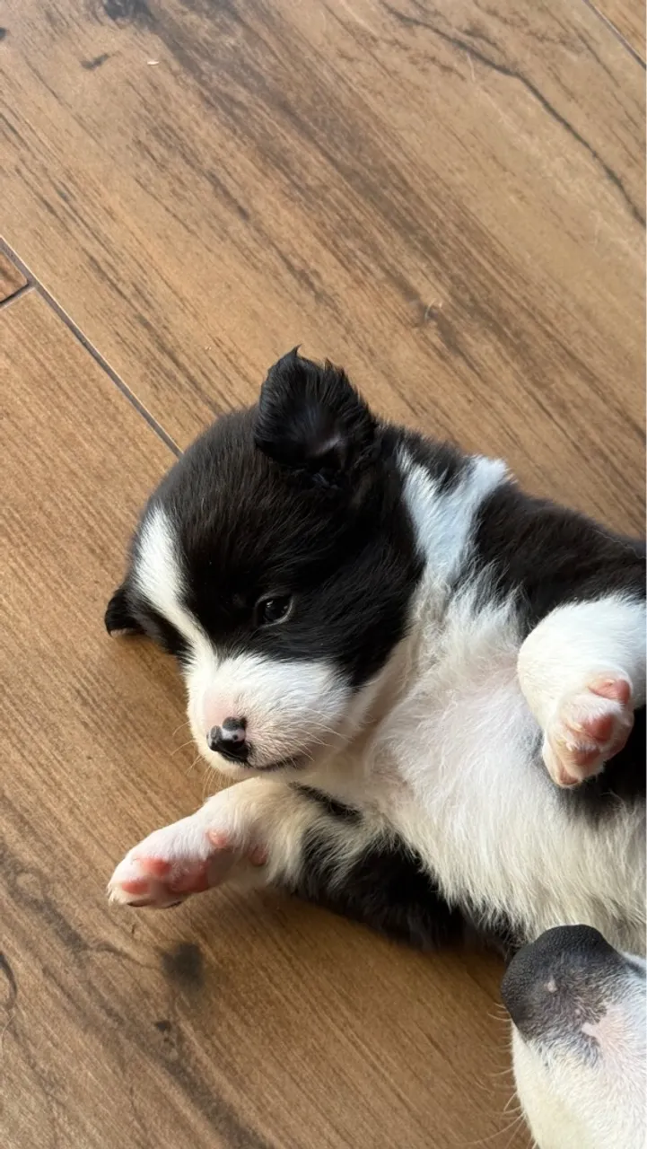 Filhote Border Collie fêmea