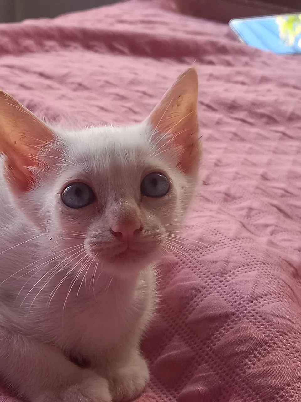 Gatinho filhote branco com olhos azuis - Foto 2