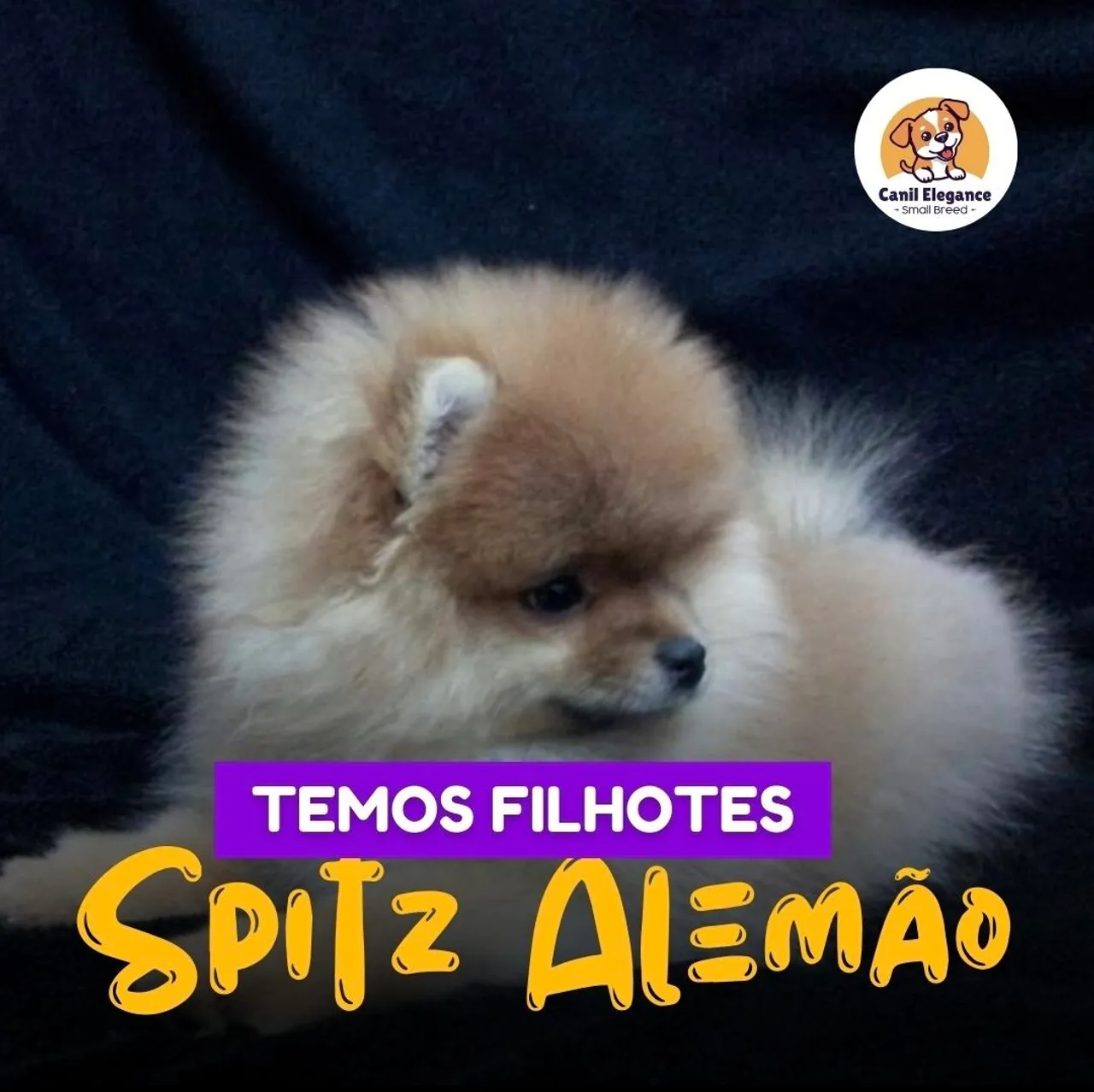 Filhotes de Spitz Alemão disponíveis!