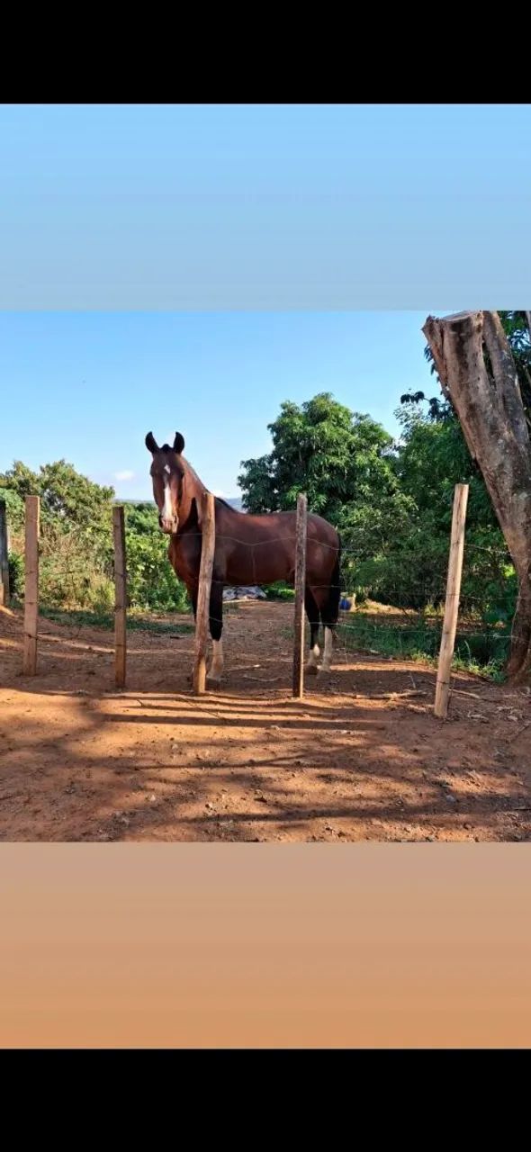 Vende-se cavalo de sela é charrete, para mais informações chamar no WhatsApp 19- *