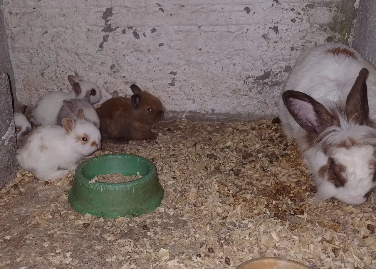 Filhotes de coelhos Mini Lion.  - Foto 4