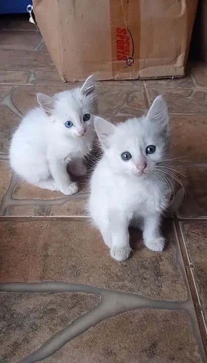 Doação filhotes de gato