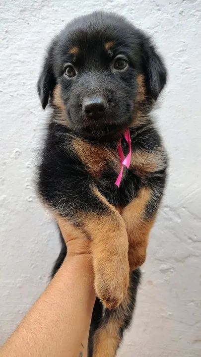 Filhote de Pastor alemão  - Foto 4