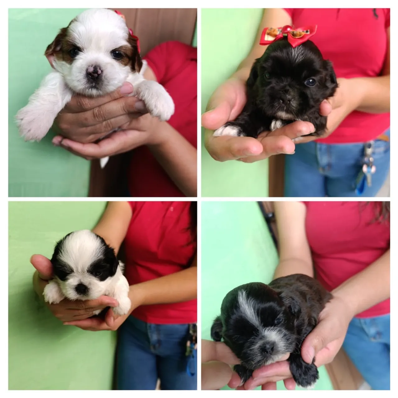 Filhotes de Shih Tzu puros para venda.