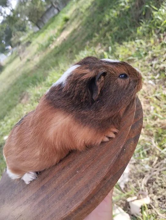 Machinhos de porquinho da índia disponível  - Foto 5