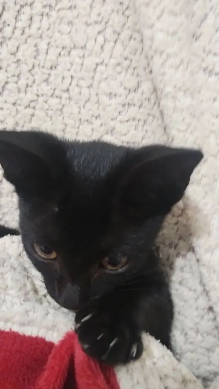 Adoção de filhotinho  - Foto 2