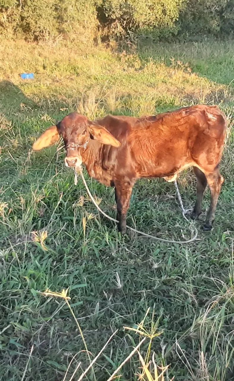 Vaca com cria - Foto 6