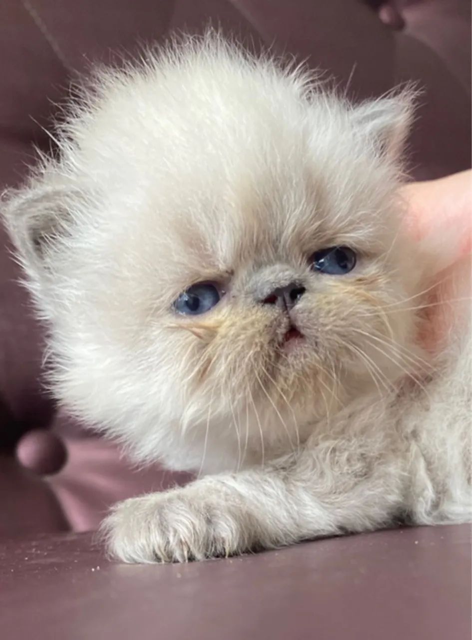 Persa a sua espera  - Foto 2