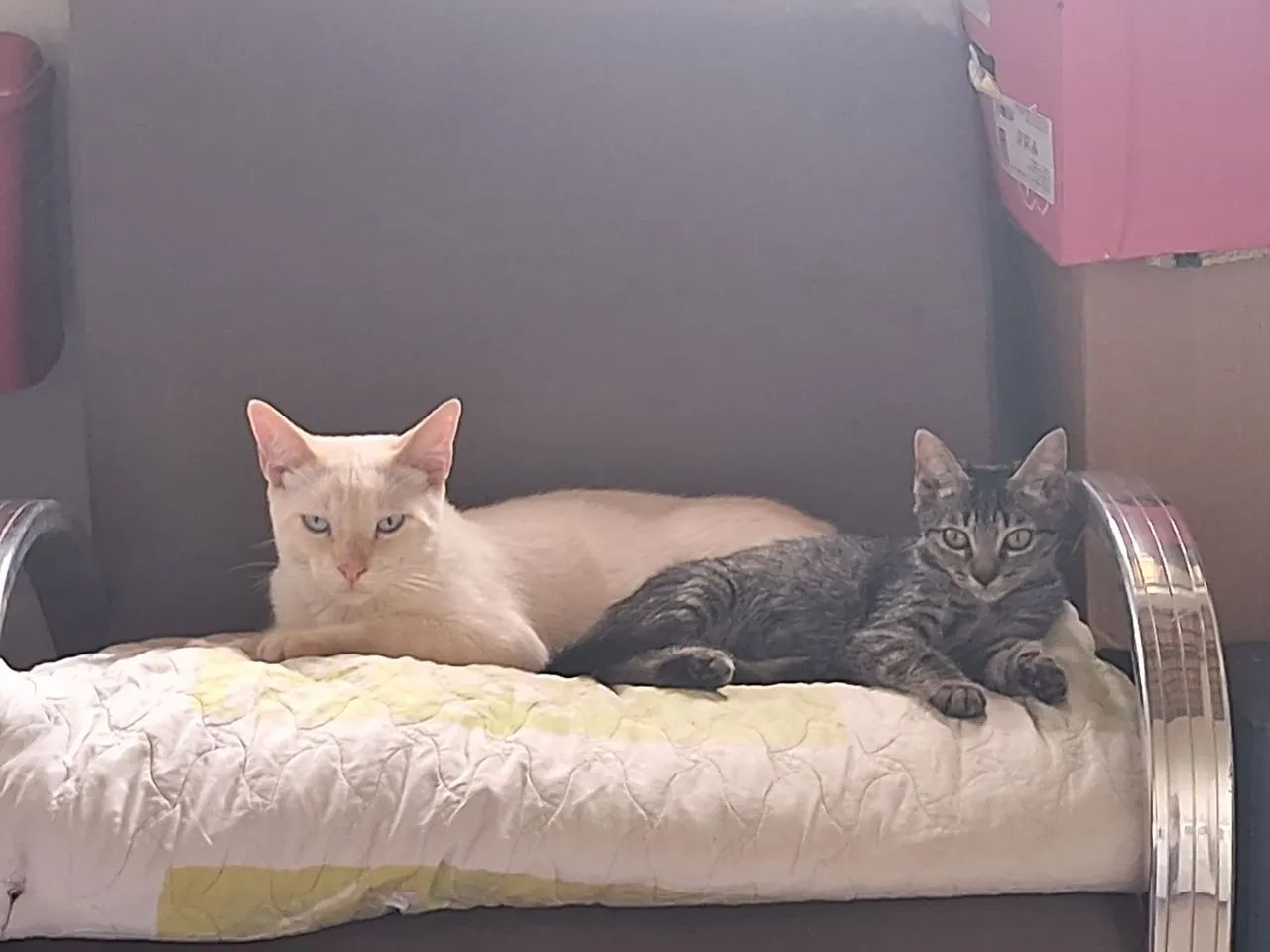 Duas fofurinhas para adoção responsável 