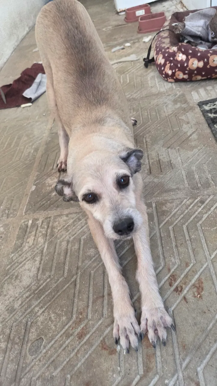 Cãozinho Adorável para Adoção