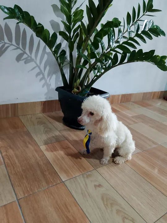 Vende se 600 - Foto 6