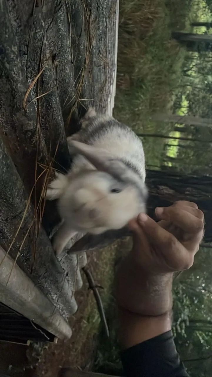 Coelho Mini Loop - Foto 2