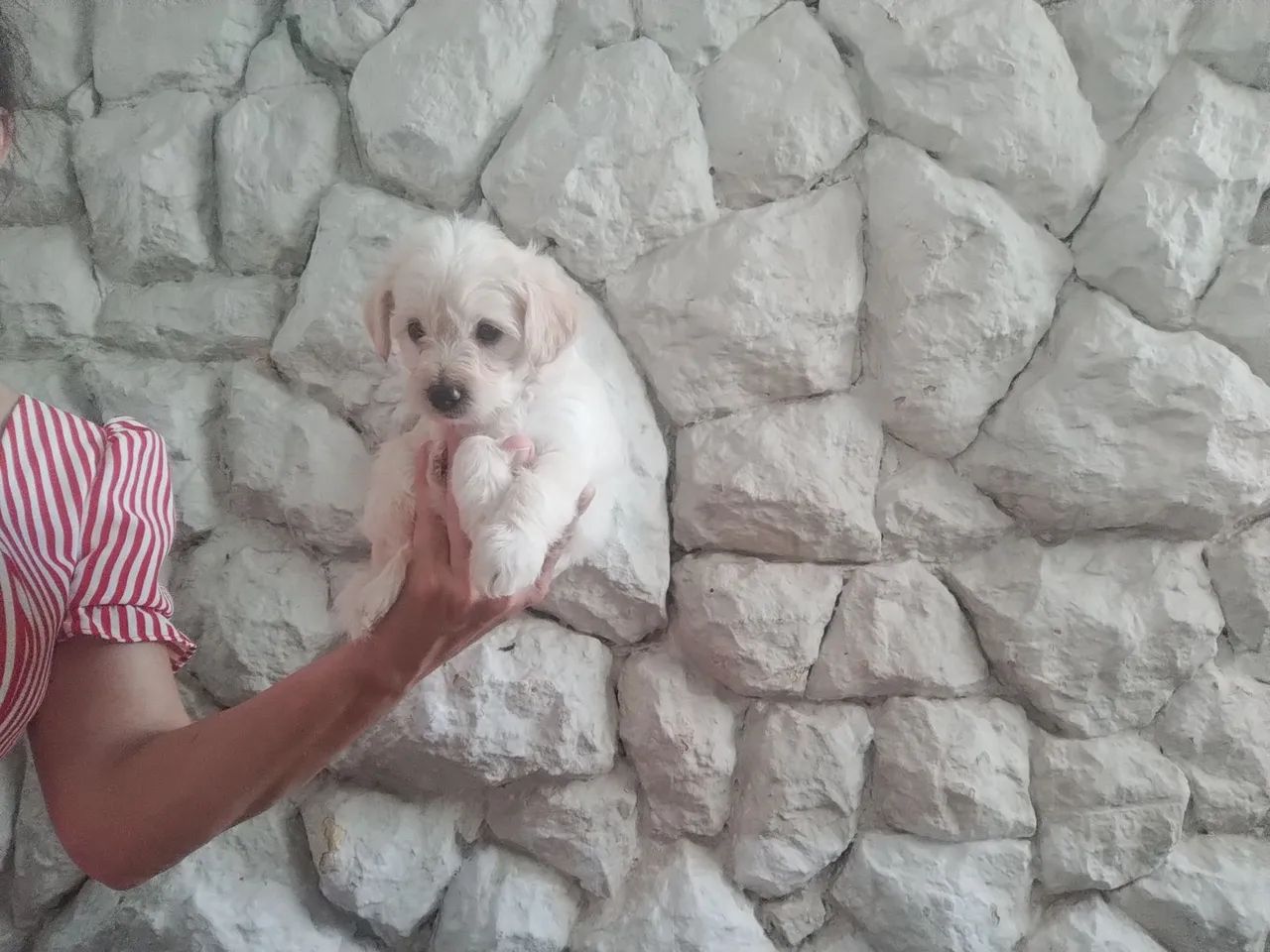 Filhote de poodle toy 