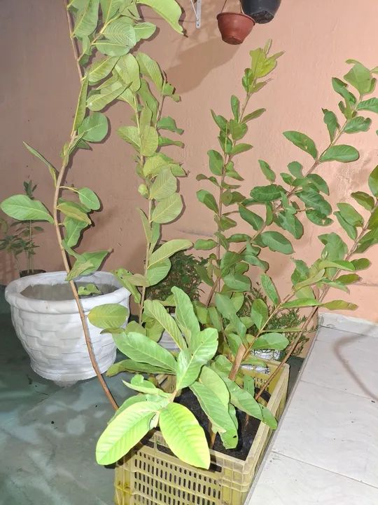 MUDAS JABUTICABA adultas E FRUTÍFERAS - Foto 3