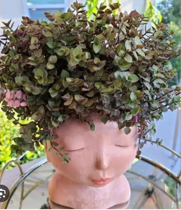 Planta: Dinheiro em Penca  - Foto 6