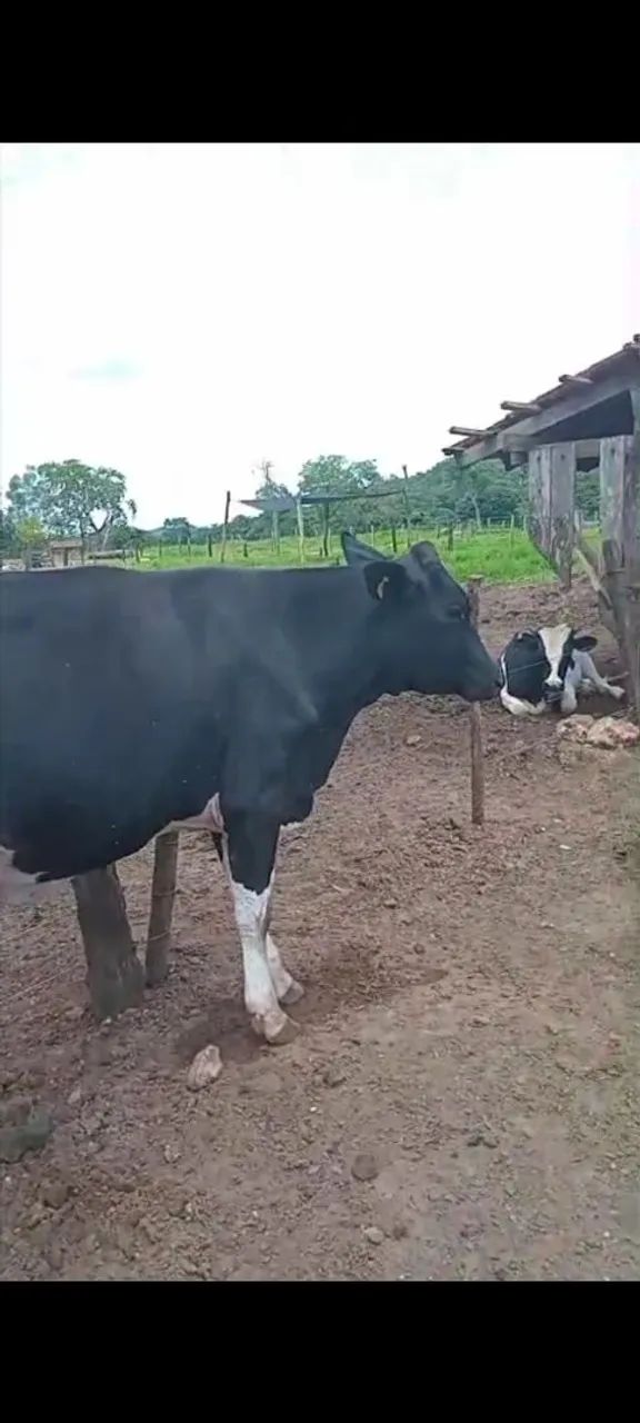 Vendo Novilhas holandês com prenhes confirmada com sêmen sexado  - Foto 2