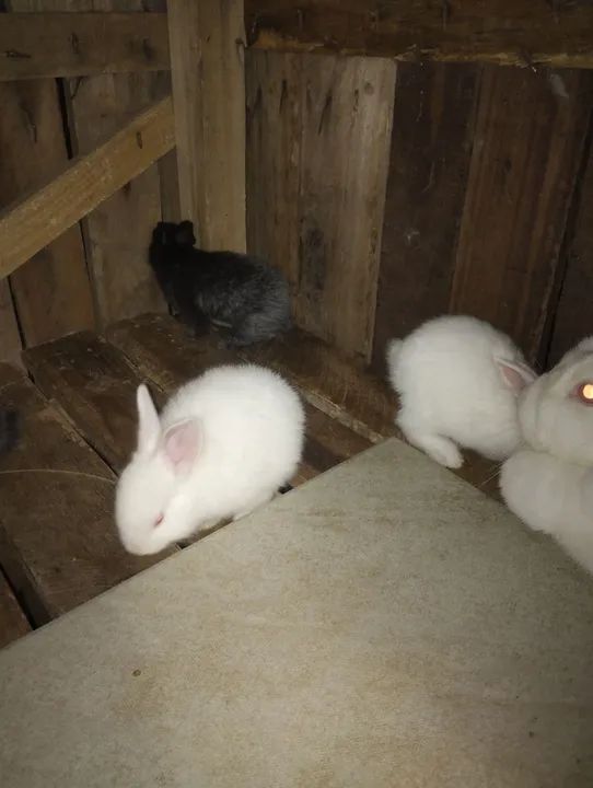Lindos filhotes de coelhos flandres  - Foto 2