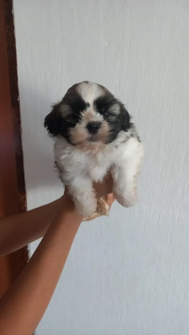 Filhote Shih Tzu 